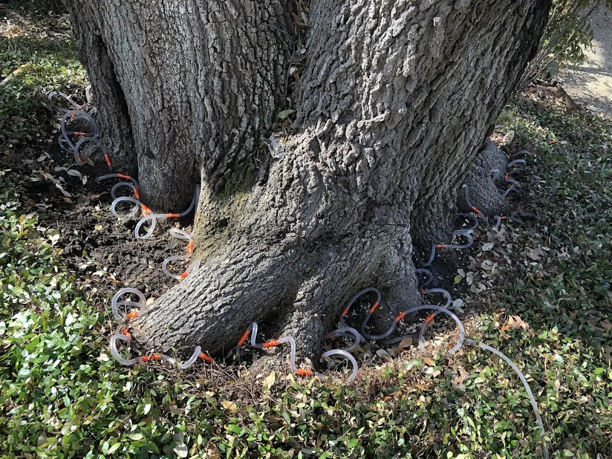 Detailed Tree Cabling and Bracing job site in Huxford