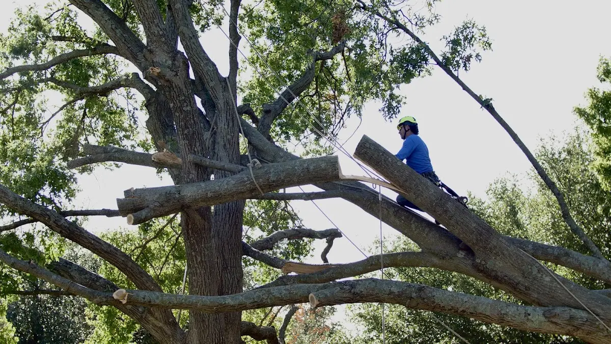 Professional Crown Thinning performed by certified arborists in Huxford