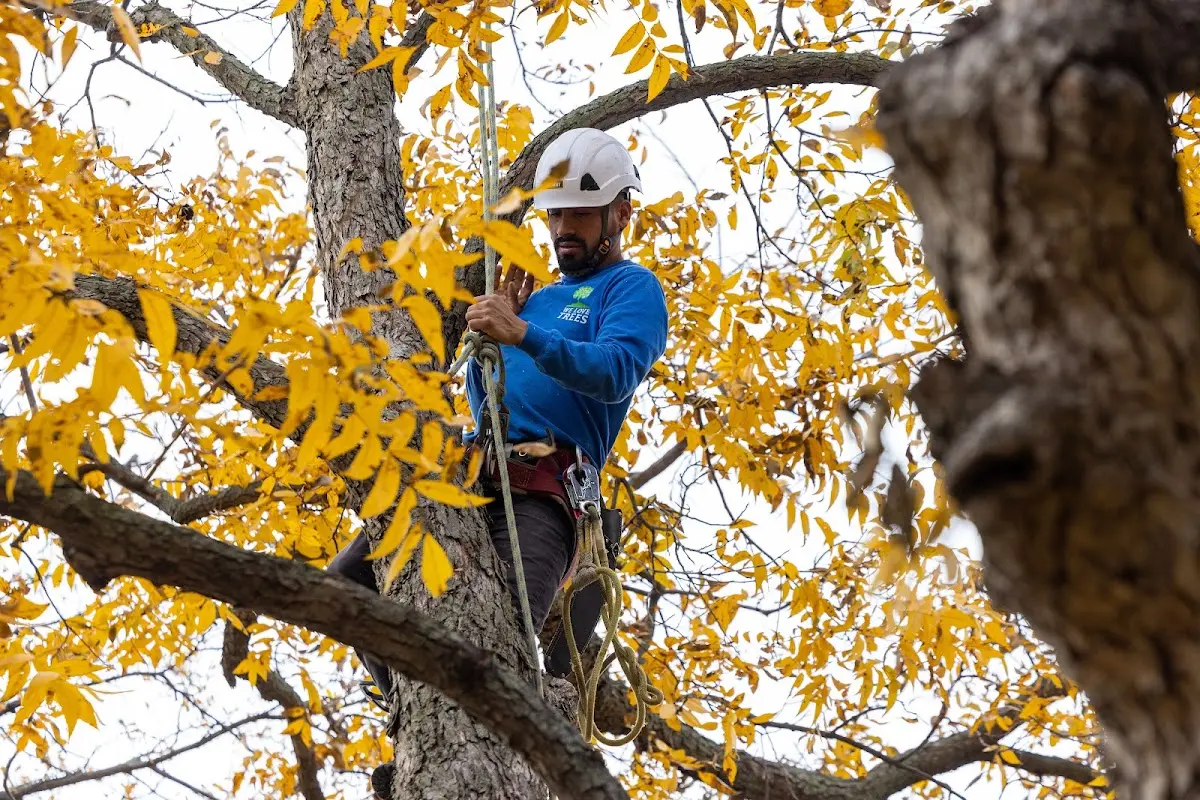 Skilled Tree Pruning crew working in Huxford