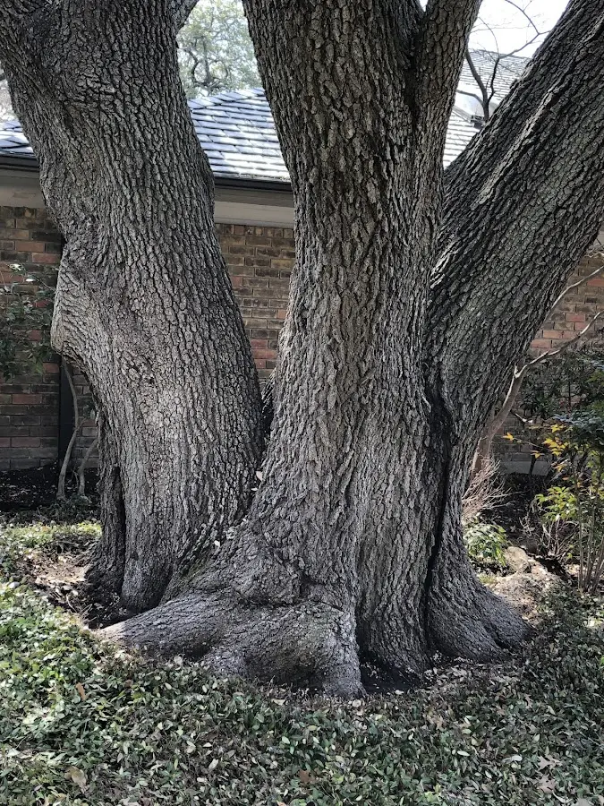 Mature heritage tree close to a Huxford property cared for by certified arborists